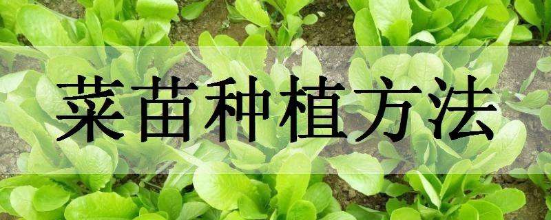 菜苗种植方法