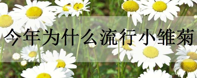 今年为什么流行小雏菊（今年为啥流行小雏菊）