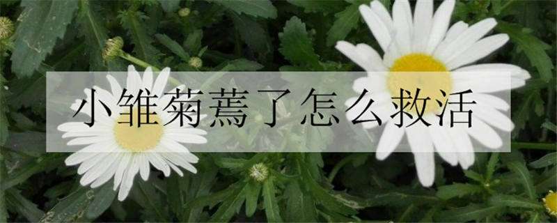 小雏菊蔫了怎么救活