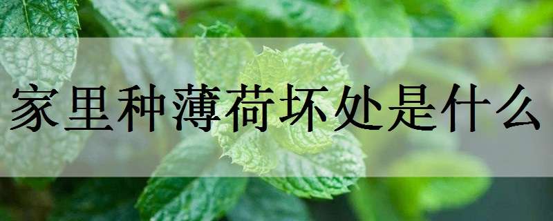 家里种薄荷坏处是什么