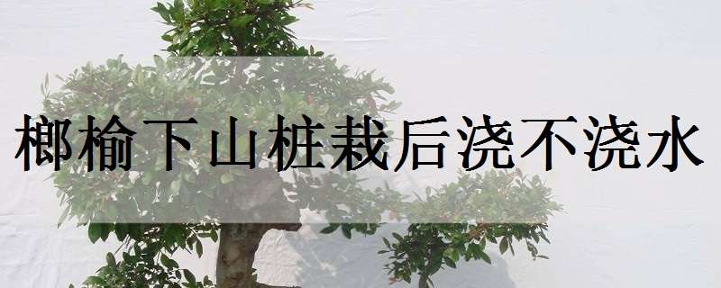 榔榆下山桩栽后浇不浇水（榔榆下山桩栽后浇不浇水）