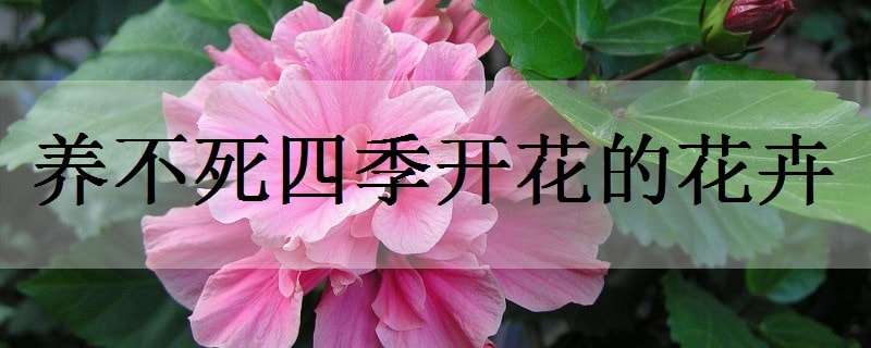 养不死四季开花的花卉