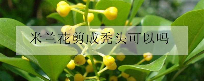 米兰花剪成秃头可以吗