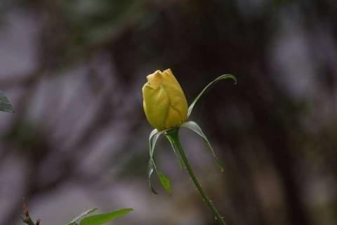 月季花花骨朵蔫了怎么办 月季花苞垂头挽救方法