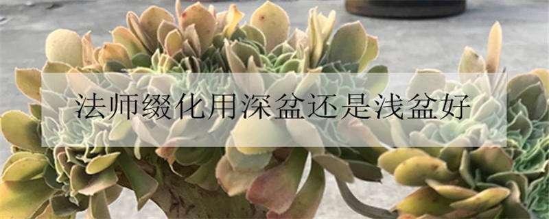 法师缀化用深盆还是浅盆好（法师缀化用深盆还是浅盆好看）