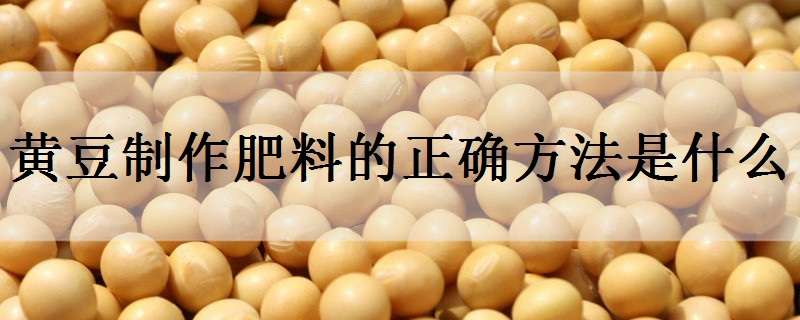 黄豆制作肥料的正确方法是什么