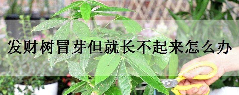 发财树冒芽但就长不起来怎么办