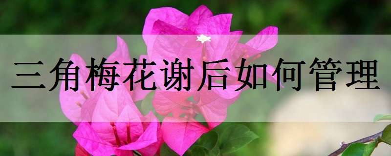 三角梅花谢后如何管理（三角梅花谢了怎么养护）