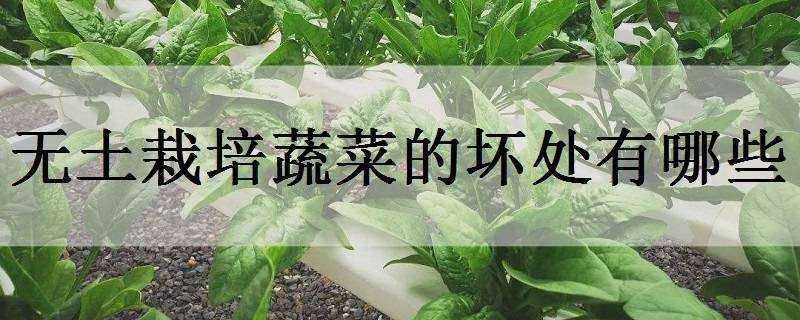 无土栽培蔬菜的坏处有哪些 无土培植蔬菜的利弊