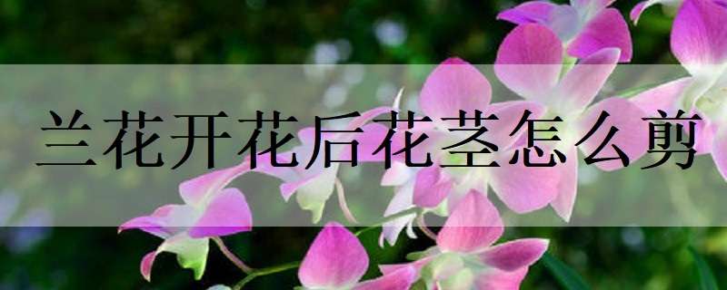 兰花开花后花茎怎么剪