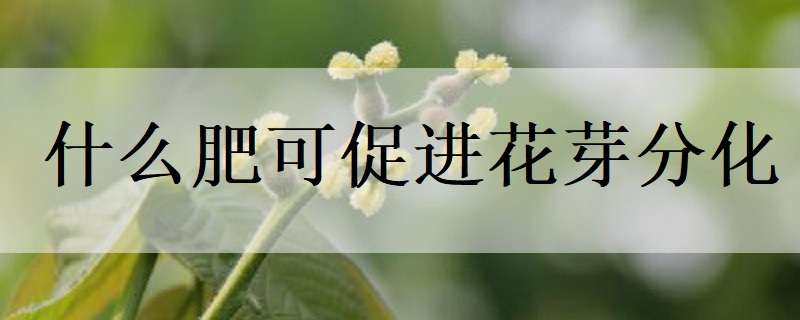 什么肥可促进花芽分化（什么肥料能促进花芽分化）