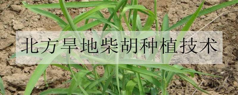 北方旱地柴胡种植技术 柴胡每亩纯收入多少元