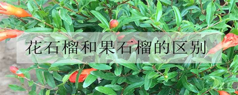 花石榴和果石榴的区别