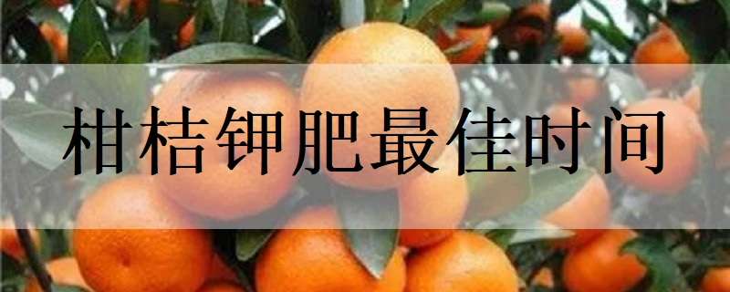 柑桔钾肥最佳时间 柑桔什么时候施硼肥最佳