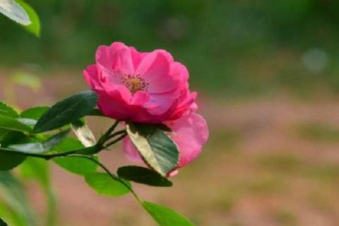 教师节送玫瑰花可以吗 注意颜色选择