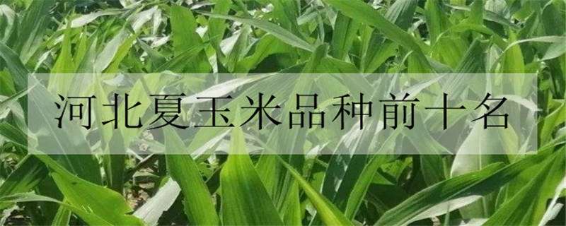 河北夏玉米品种前十名