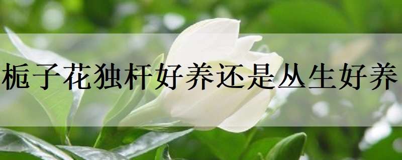 栀子花独杆好养还是丛生好养