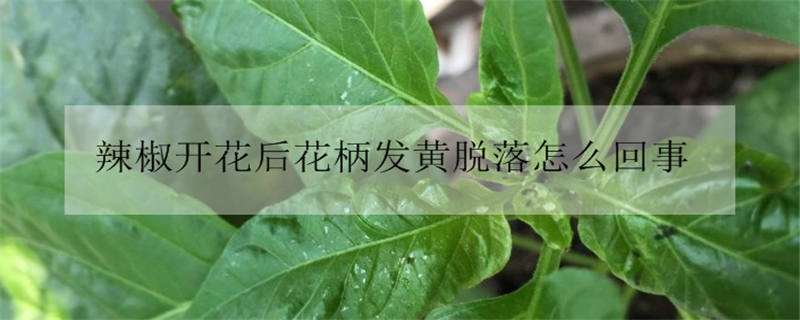 辣椒开花后花柄发黄脱落怎么回事