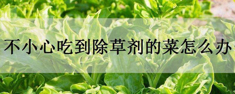 不小心吃到除草剂的菜怎么办（不小心吃到除草剂的菜怎么办呢）