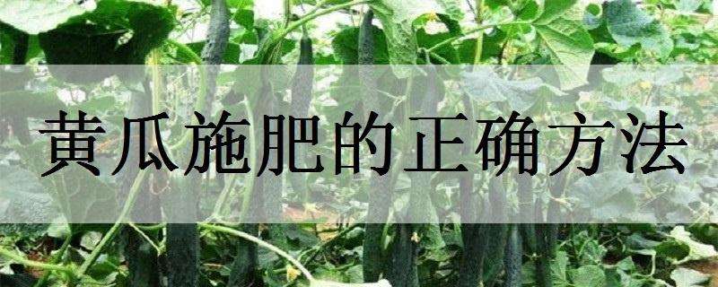 黄瓜施肥的正确方法 黄瓜施肥的正确方法,一公顷等于多少亩