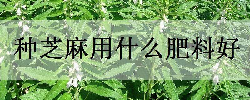 种芝麻用什么肥料好