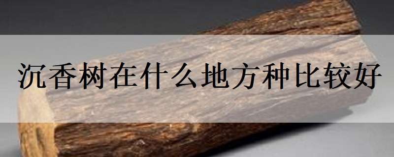 沉香树在什么地方种比较好（沉香树在什么地方种比较好广东可以吗）