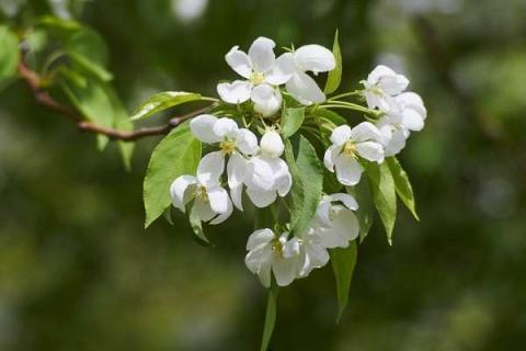 苹果花期能浇水吗