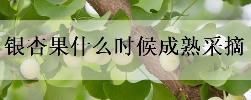 银杏果什么时候成熟采摘（银杏果何时采摘）