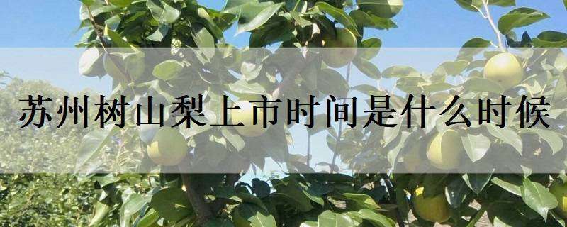 苏州树山梨上市时间是什么时候 苏州树山梨多少钱一斤