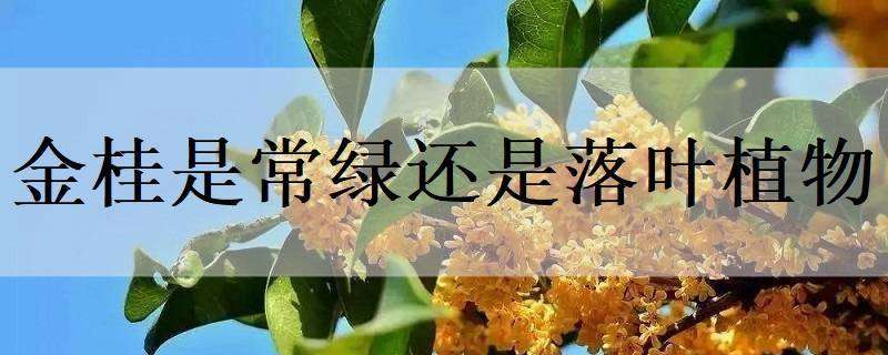 金桂是常绿还是落叶植物（金桂是常绿还是落叶植物图片）