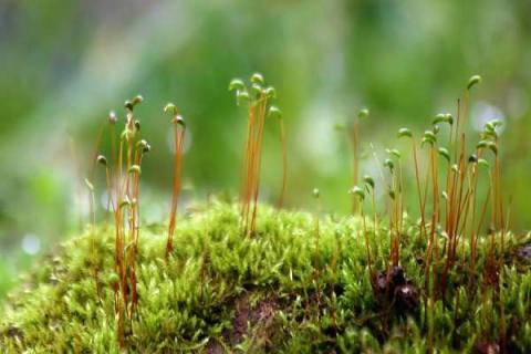 植物生长需要的五个基本条件 植物生长需要的五个基本条件是