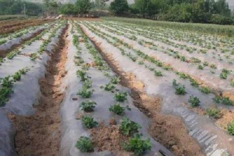 铺地膜浇水的正确方法 白地膜与黑地膜的优缺点