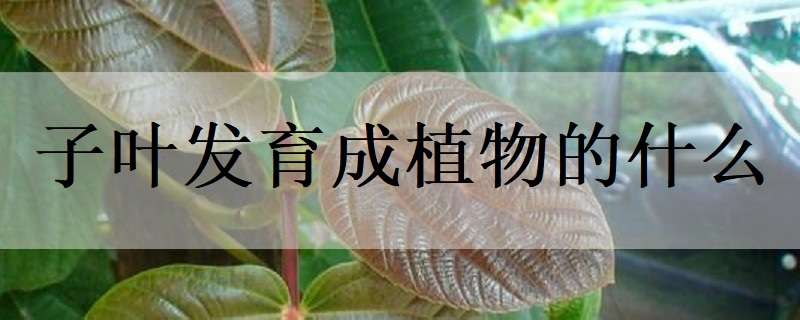 子叶发育成植物的什么 子叶发育成了植物的什么