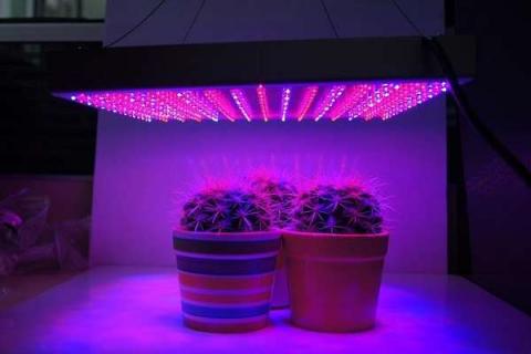 led植物补光灯真的有用吗 led植物补光灯真的有用吗