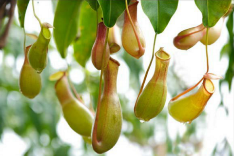 什么植物可以有效驱蚊虫 什么植物能够驱蚊虫