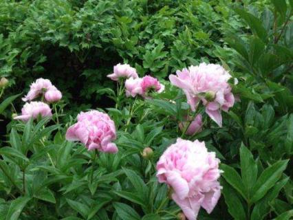 芍药根块带芽种植方法及养护管理