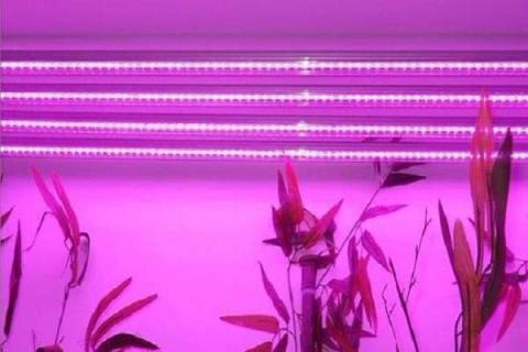 led植物补光灯有用吗 主要作用有哪些