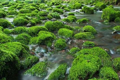 水中青苔怎么快速清除 水里的青苔能吃吗