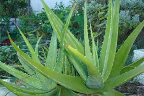 哪些植物除甲醛最好 甲醛最怕3种花