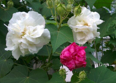 木芙蓉花盆景怎么制作 木芙蓉如何修剪