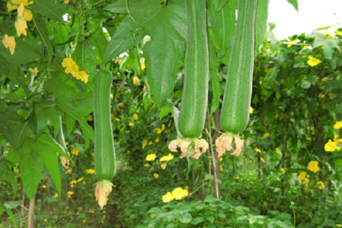 丝瓜的催芽方法是什么（丝瓜怎样催芽栽种）