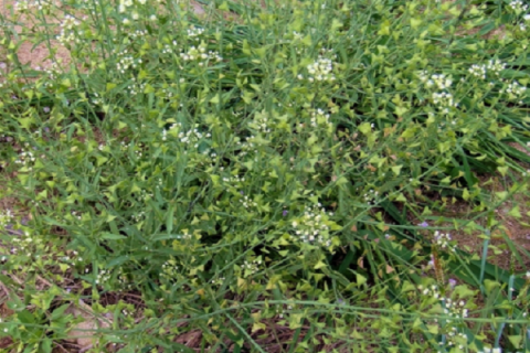 荠菜种子怎样催芽 有哪些品种