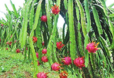 火龙果种植技术和技巧总结 火龙果种植技术和技巧总结图