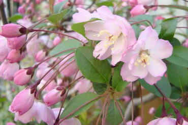 垂丝海棠什么时候开花（垂丝海棠什么时候开花结果）