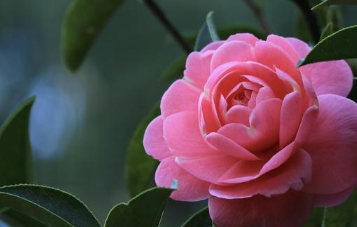 怎样养好香妃茶花（怎样养好香妃茶花视频）