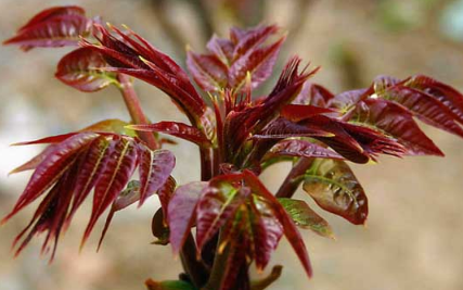 食用香椿芽菜设施生产技术 香椿怎么养殖