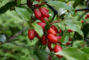 羊奶果高产种植技术讲解 羊奶果高产种植技术讲解图