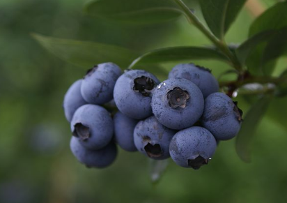 蓝莓怎样种植好 蓝莓怎么施肥修剪好