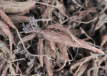 紫丹参种植技术（紫丹参种植技术与管理）