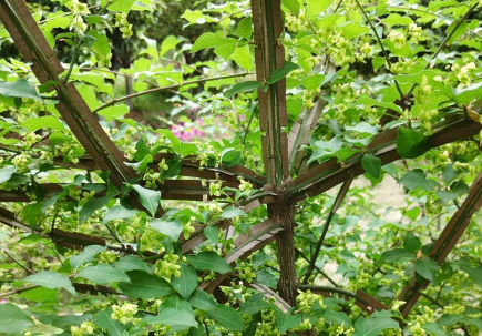 鬼箭羽的种植技术介绍